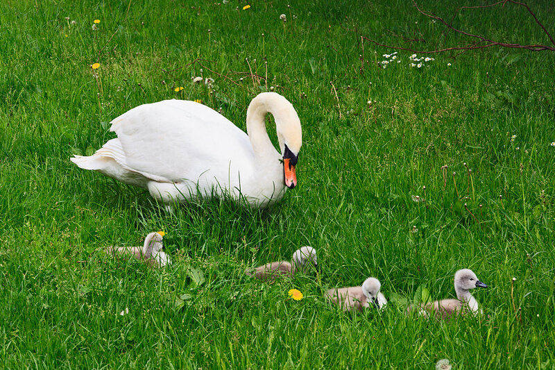 SFD21_0291.jpg :: Mute Swans with four young sygnet