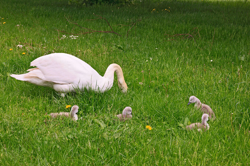 SFD21_030.jpg :: Mute Swan with four young sygnet