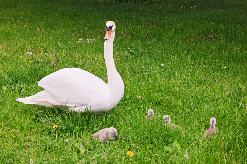 SFD21_031.jpg :: Mute Swan with four young sygnet