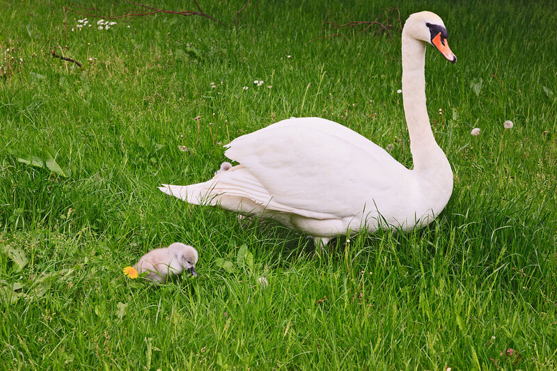 SFD21_032.jpg :: Mute Swan with young sygnet
