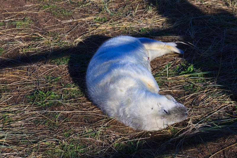 SLS_1817(1).jpg :: New Grey Seal Pup on the beach at Donna Nook on the Lincolnshire Coast