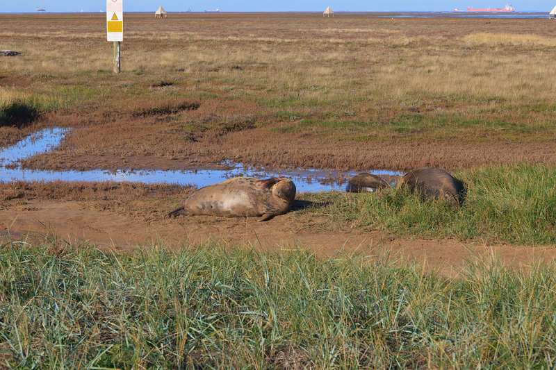 SLS_1837(1).jpg :: Grey Seals on the beach at Donna Nook during the birthing season on the Lincolnshire Coast UK