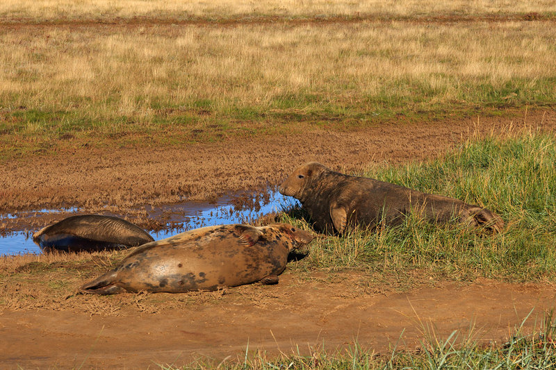 SLS_1842(1).jpg :: Grey Seals on the beach at Donna Nook during the birthing season on the Lincolnshire Coast UK