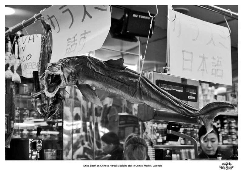 SPN_6575(1).jpg :: Shark on Chinese Herbal Medicine stall in Central Market, Valencia