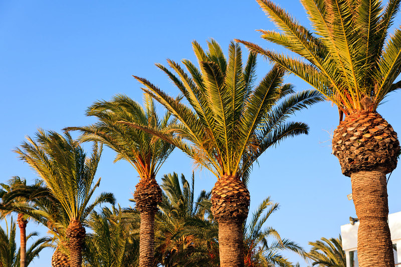 SPN_8274.jpg :: Palm Trees on the Costa de Azahar at Alcossebre