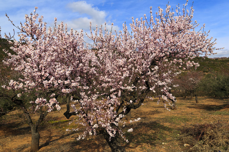 SPN_9284(1).jpg :: Almond Tree in Blossom in the Sierra Del Cid near Chovar, Valencia, Spain