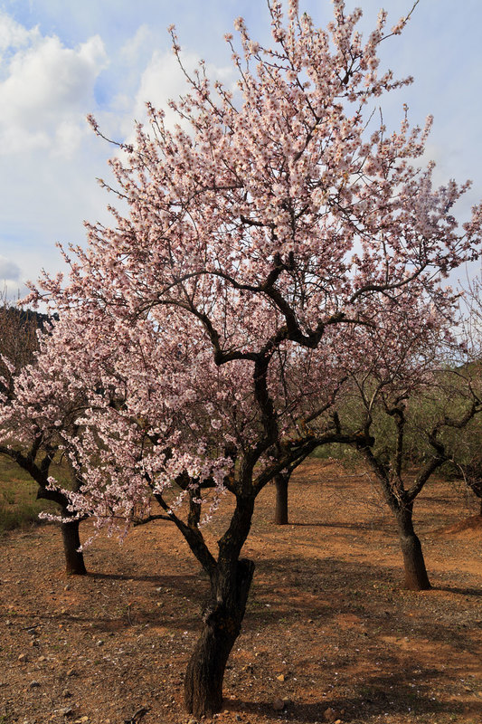 SPN_9285(1).jpg :: Almond Tree in Blossom in the Sierra Del Cid near Chovar, Valencia, Spain