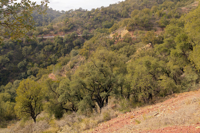 SPN_9295(1).jpg :: Trees growing on mountain side in Parque Natural Serra D'espada between Chovar and Eslida, Province of Castellon, Valencia, Spain