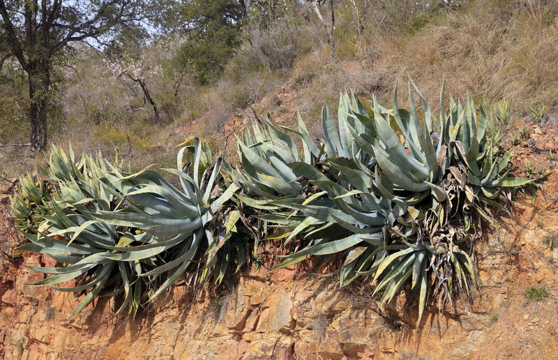 SPN_9296(1).jpg :: Cacti growing in Parque Natural Serra D'espada between Chovar and Eslida, Province of Castellon, Valencia, Spain