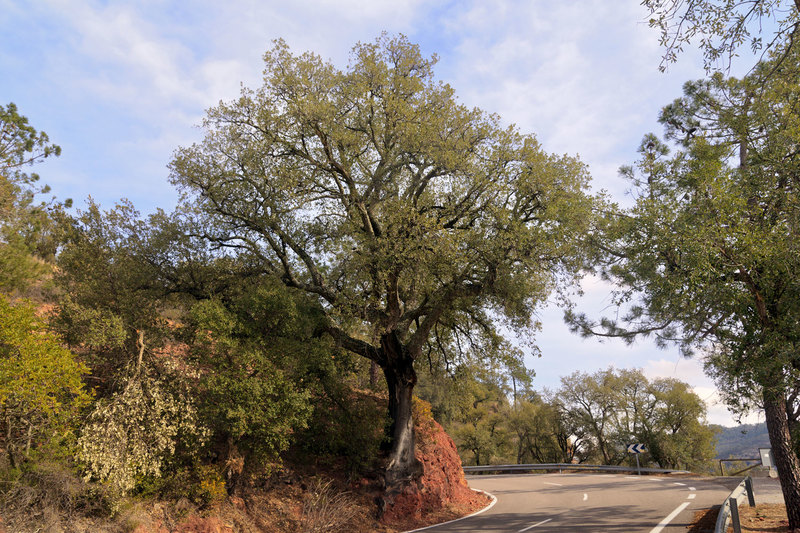 SPN_9300(1).jpg :: Winding mountain road through Parque Natural Serra D'espada between Chovar and Eslida, Province of Castellon, Valencia, Spain