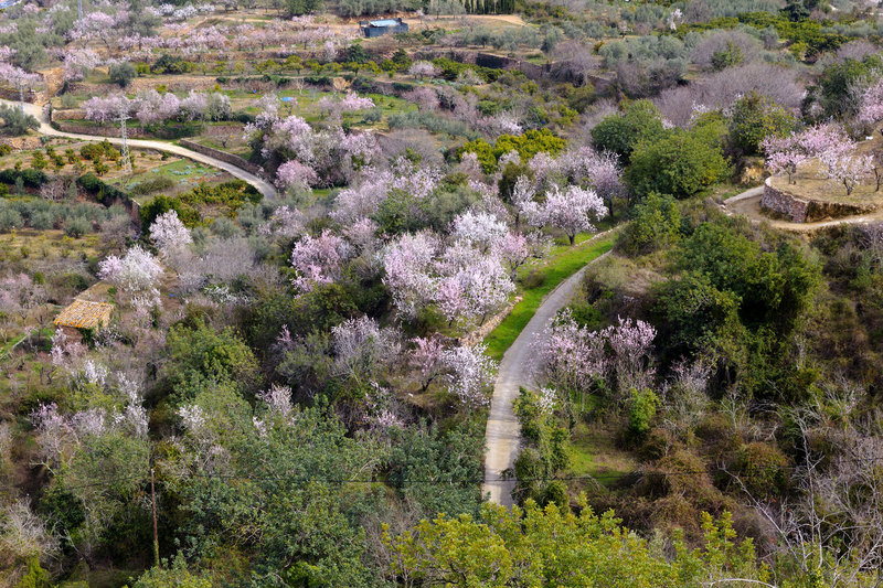 SPN_9303(1).jpg :: Almond Trees in Blossom in the valley below Eslida in the province of Castellon, Spain