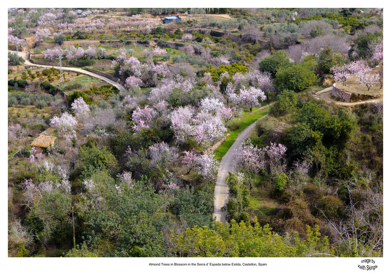 SPN_9303(2).jpg :: Almond Trees in Blossom in the valley below Eslida in the province of Castellon, Spain