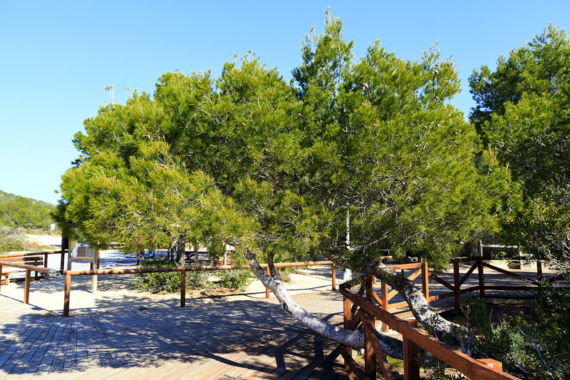 SPN_9374(1).jpg :: Pine Cone Tree at Cala Blanca, Alcossebre, Spain