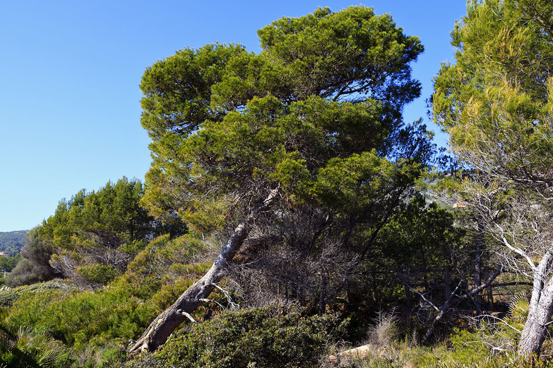SPN_9389.jpg :: Pine Cone Tree trained by the wind at Cala Blanca, Alcossebre, Spain