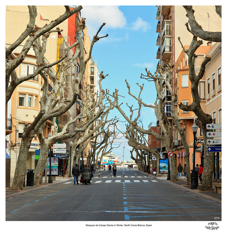 SPN19_0241(1).jpg :: Marques de Campo street in Dénia closed for festival with avenue of bare trees in winter, Spain