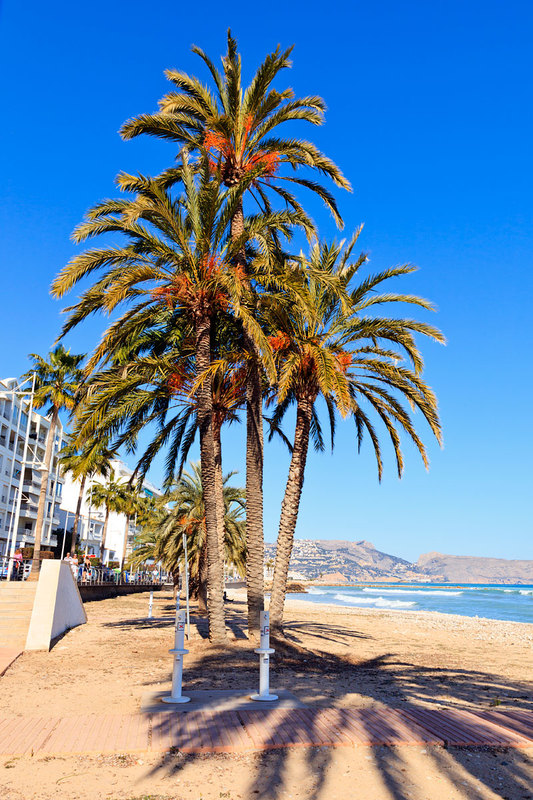 SPN19_181.jpg :: Palm trees on the beach at Altea, Costa Blanca, Spain