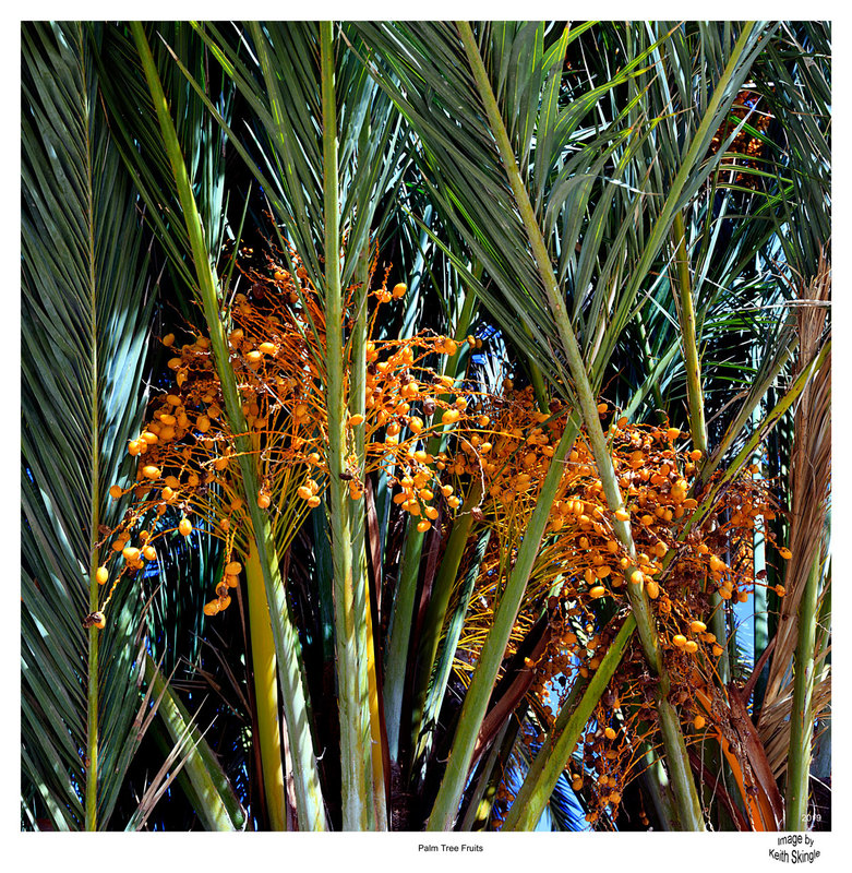 SPN19_183(1).jpg :: Palm Fruits growing on tree