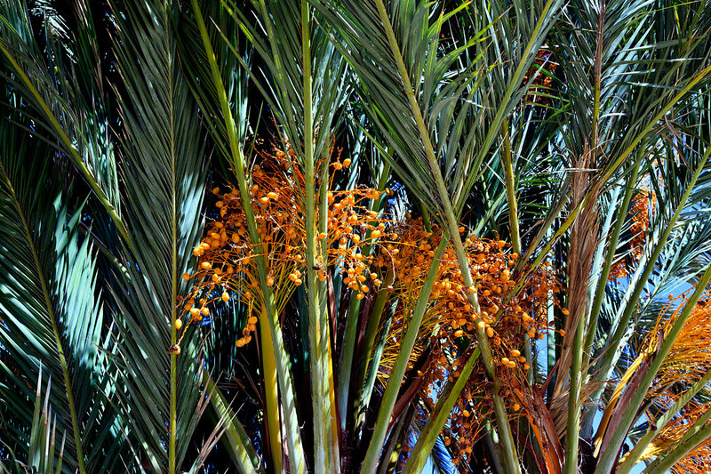 SPN19_183.jpg :: Palm Fruits growing on tree