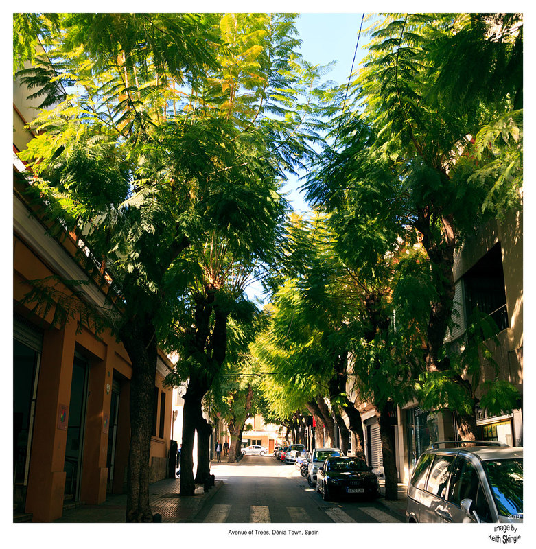 SPN19_269-1(1).jpg :: Tree lined street in Dénia, Costa Blanca, Spain