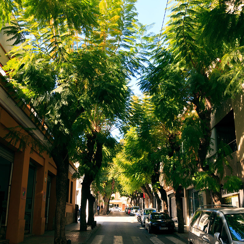 SPN19_269-1.jpg :: Tree lined street in Dénia, Costa Blanca, Spain