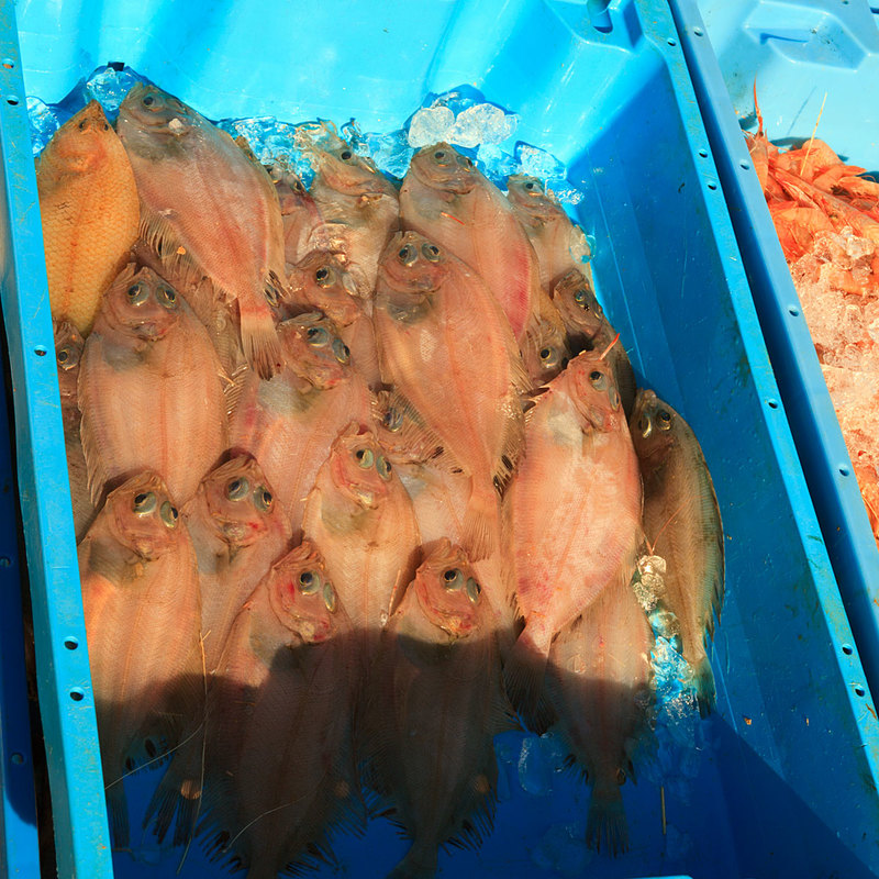 SPN19_283.jpg :: Catch of the Day on the quayside of the Fishing Port in Dénia on the Costa Blanca, Spain