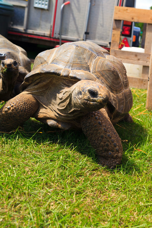 WGL_074.jpg :: Aldabra Giant Tortoises