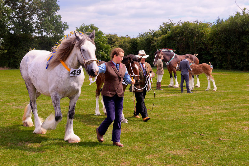 WGL_113(1).jpg :: Shire Horses at Wrangle Show