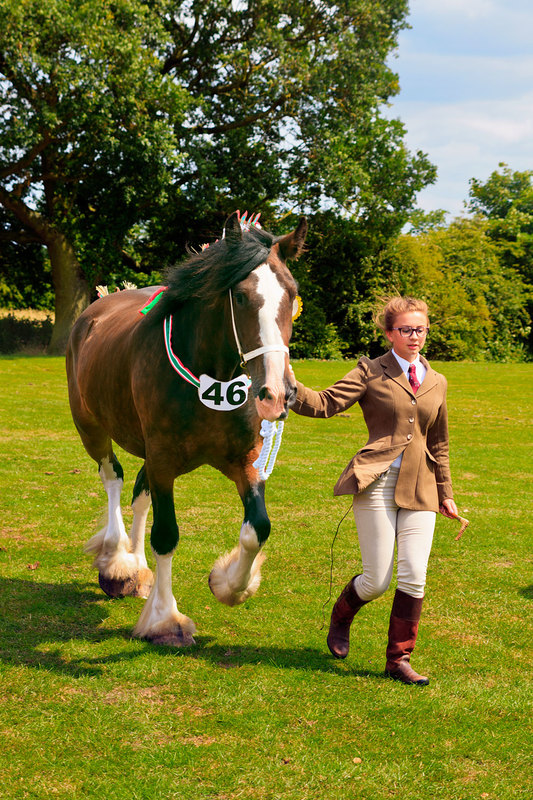 WGL_123.jpg :: Young handler with Shire Horse at Wrangle Show