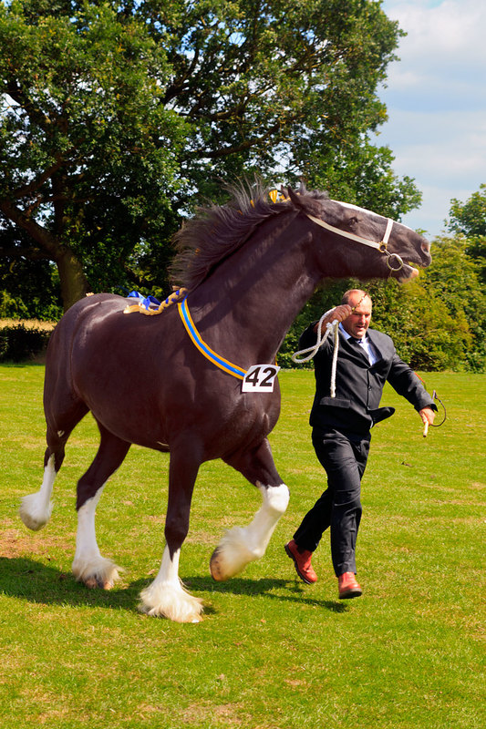 WGL_127.jpg :: Shire Horse and Handler at Wrangle Show