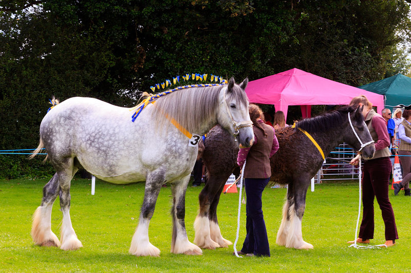 WGL_8651(1).jpg :: Heavy Horses on display at Wrangle Show Lincolnshire