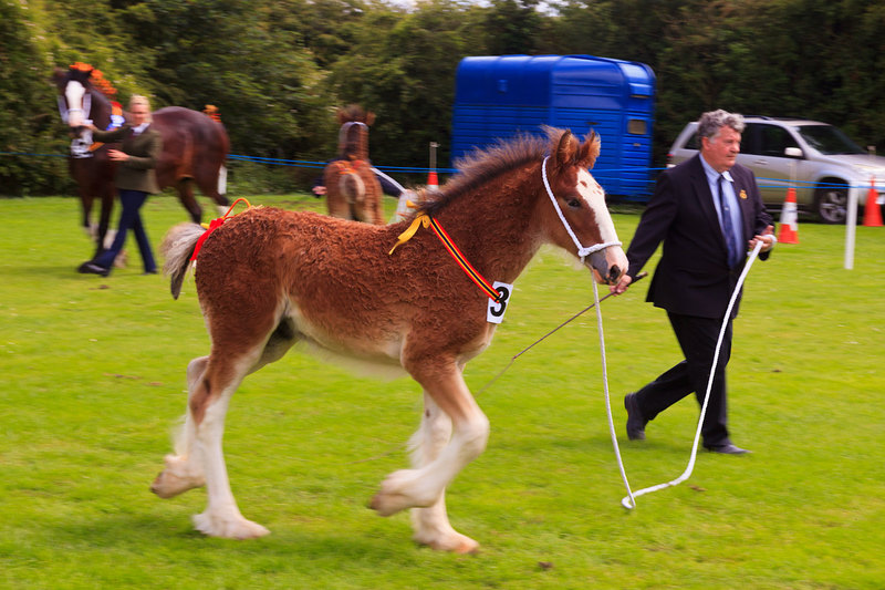 WGL_8654(1).jpg :: Young Foal displaying in Heavy Horse competition at the Wrangle Show Lincolnshire