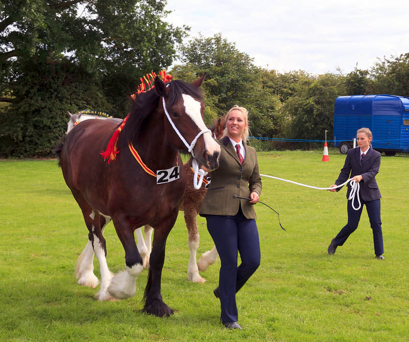 WGL_8655(1).jpg :: Heavy Horses on display at Wrangle Show Lincolnshire