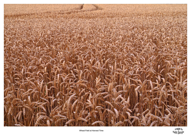 Wheat-Field-Harvest.jpg :: Wheat field ready for Harvest in the Lincolnshire Wolds