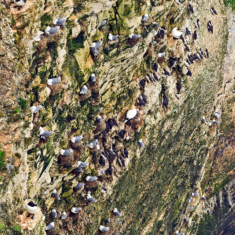 YBC_84211.jpg :: Seabird colony including Gannets, Guillemots and Fulmers nesting on the chalk cliffs at the RSPB Reserve at Bempton Cliffs on the Yorkshire Coast