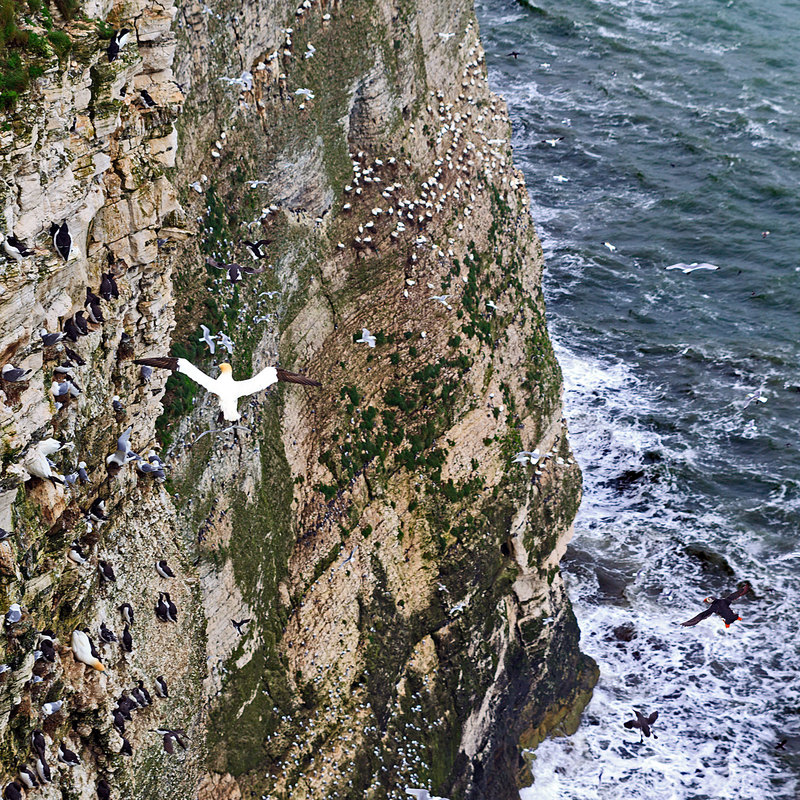 YBC_84281(1).jpg :: Gannet and Puffins in flight at the seabird nesting colony on Bempton Cliffs on the Yorkshire Coast