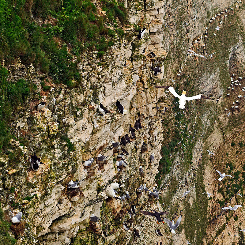YBC_84291(1).jpg :: Seabird nesting colony, including Puffin, Gannets, Guillemots and Fulmers, on the RSPB Nature Reserve at Bempton Cliffs on the Yorkshire Coast