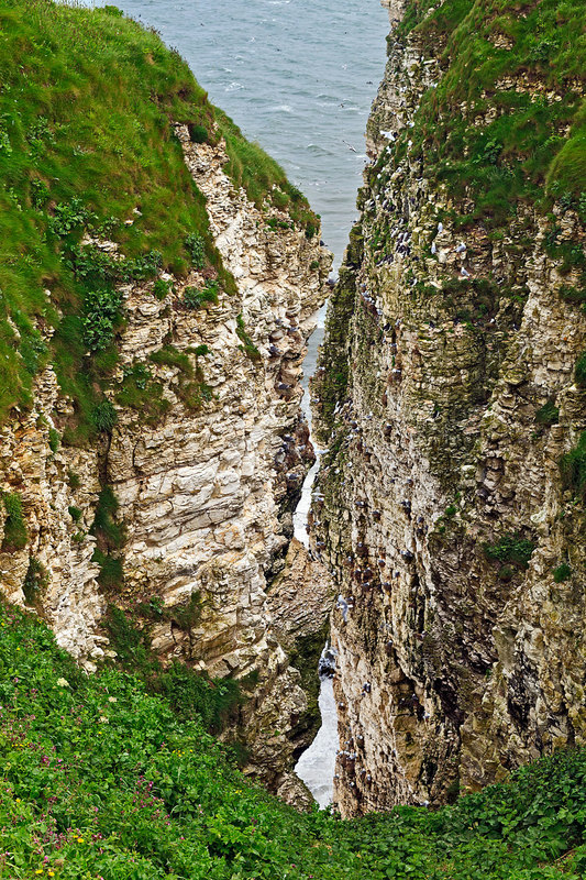 YBC_8435.jpg :: Seabird colony including Gannets, Guillemots and Fulmers nesting on the chalk cliffs at the RSPB Reserve at Bempton Cliffs on the Yorkshire Coast