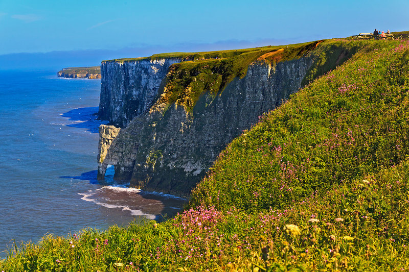 YBC_8441.jpg :: Seabird colony nesting on the chalk cliffs at Bempton Cliffs on the Yorkshire Coast