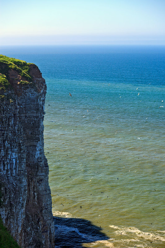 YBC_8465.jpg :: Seabird colony nesting on the chalk cliffs at Bempton Cliffs on the Yorkshire Coast