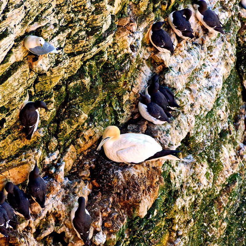 YBC_84971(1).jpg :: Gannet nesting with the Guillemots and Fulmers at the RSPB Reserve at Bempton Cliffs, Yorkshire