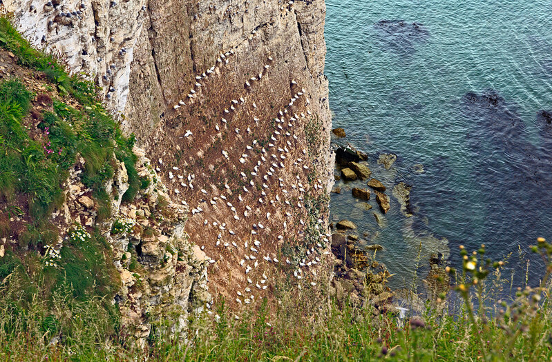 YRK22_003.jpg :: Gannets nesting on Bempton Cliffs on the Yorkshire Coast