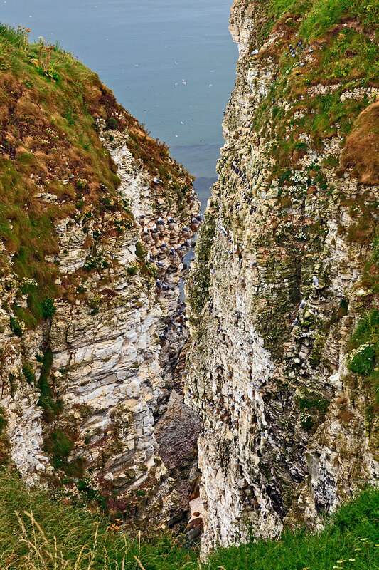 YRK22_005.jpg :: Seabird colonies nesting on Bempton Cliffs on the Yorkshire Coast