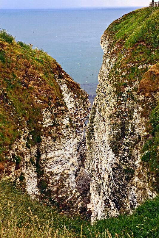 YRK22_006.jpg :: Seabird colonies nesting on Bempton Cliffs on the Yorkshire Coast