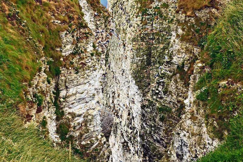 YRK22_007.jpg :: Seabird colonies nesting on Bempton Cliffs on the Yorkshire Coast