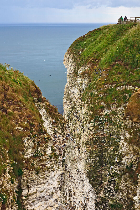 YRK22_008.jpg :: Seabird colonies nesting on Bempton Cliffs on the Yorkshire Coast