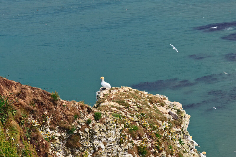YRK22_011.jpg :: Gannet on top of cliff at Bempton Cliffs in Yorkshire England