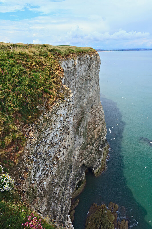 YRK22_014.jpg :: Seabird colonies nesting (Gannet, Guillemot, Razorbill, Kiitiwake) on Bempton Cliffs on the Yorkshire Coast England