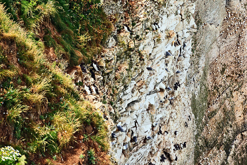 YRK22_016.jpg :: Seabird colonies nesting (Gannet, Guillemot, Razorbill, Kiitiwake) on Bempton Cliffs on the Yorkshire Coast England