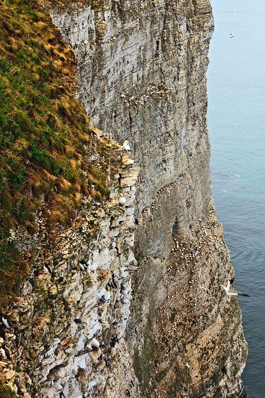 YRK22_017.jpg :: Seabird colonies nesting (Gannet, Guillemot, Razorbill, Kiitiwake) on Bempton Cliffs on the Yorkshire Coast England