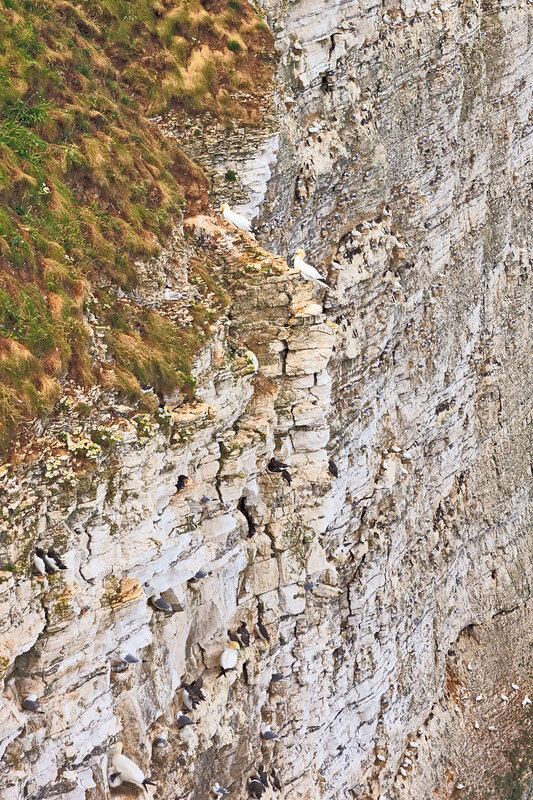 YRK22_019.jpg :: Seabird colonies nesting (Gannet, Guillemot, Razorbill, Kiitiwake) on Bempton Cliffs on the Yorkshire Coast England